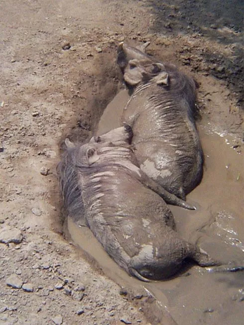 свиньи лежат в грязи