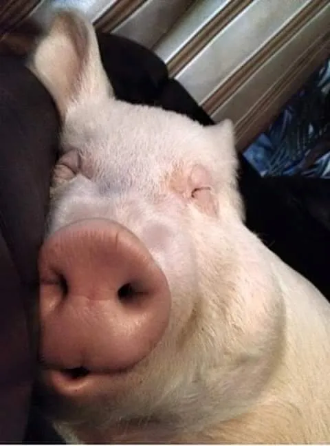 спит свинья, похожая на человека
