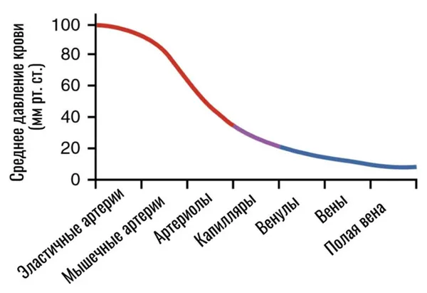 среднее давление крови в сосудах