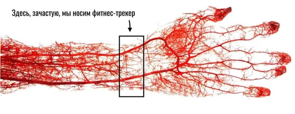 где зачастую носится фитнес-трекер на запястье