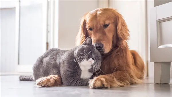 Как подружить кошку и собаку