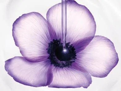Цветок Lancôme с пипеткой на фоне текстуры крема Rénergie