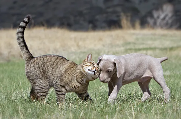 коты популярнее собак