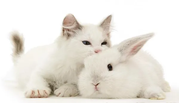 Красавцы-персы - одни из самых пушистых представителей домашних кошек