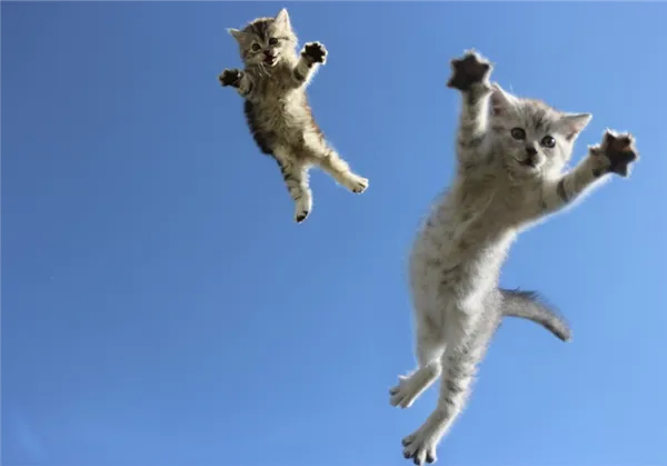 Падающие котята