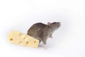 Сонник о крысе