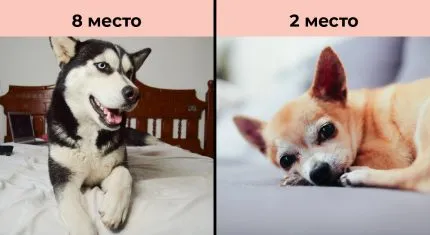 Топ-10 популярных пород собак в России