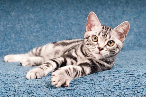 Какие породы кошек живут дольше всех: американская короткошерстная