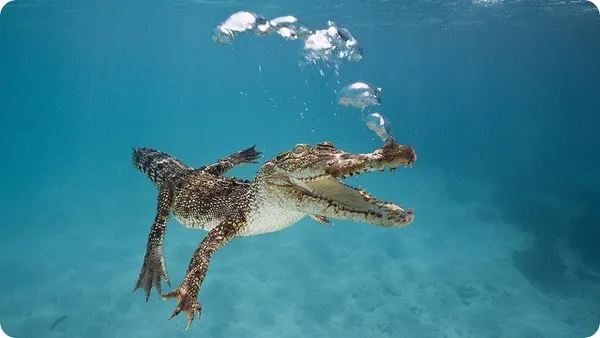 Гребнистый, или морской крокодил (лат. Crocodylus porosus)