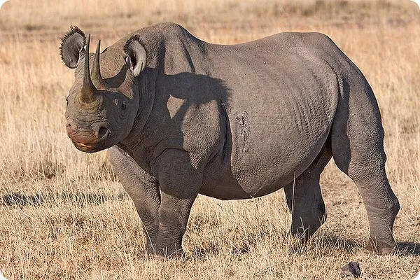 Черный носорог (лат. Rhinoceros bicornis) 