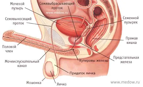 Механизм эякуляции. Как движется сперма при оргазме