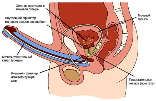 Эрекция у мужчин: что из себя представляет и как происходит
