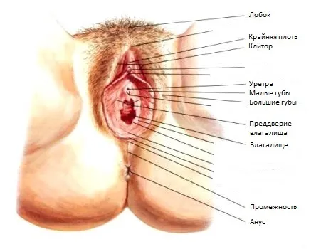 Строение женских наружных половых органов
