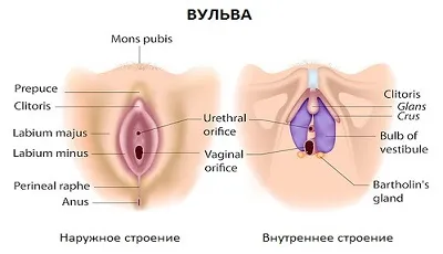 Анатомия вульвы, схема