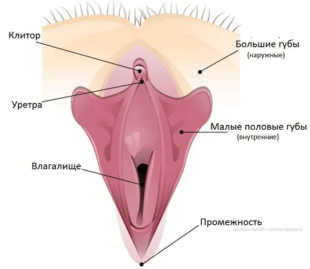 Где находятся малые и большие половые губы