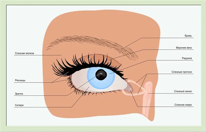 Строение глаза человека