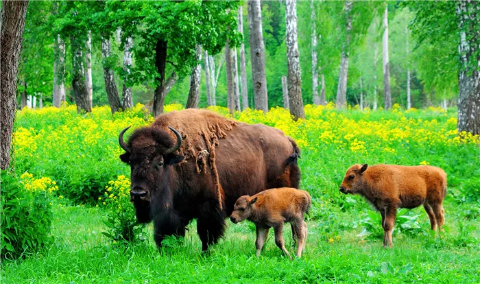 Зубры в заповеднике