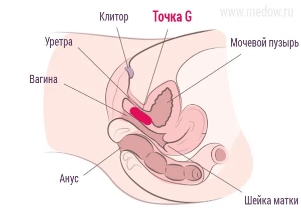 Где находится точка G у женщин