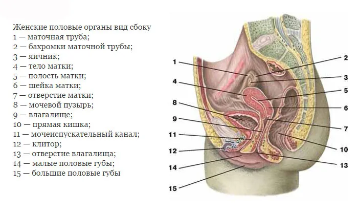 Анатомия женских половых органов