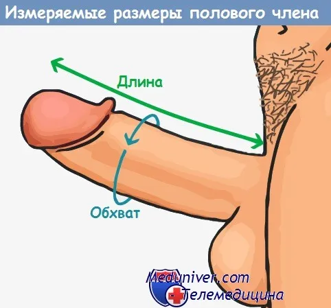 Измеряемые размеры полового члена