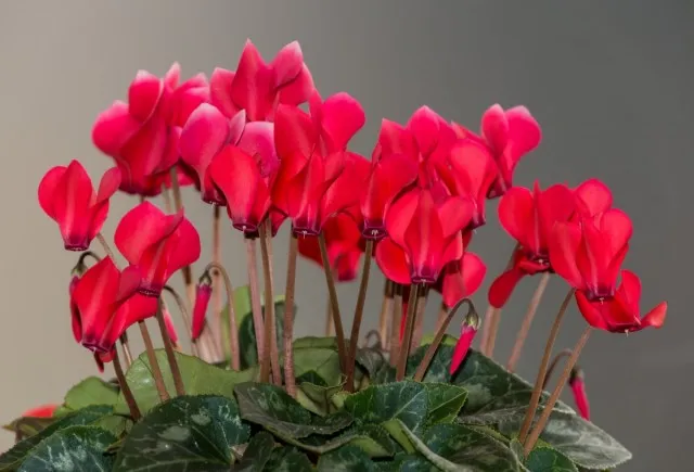 Цикламен (Cyclamen)