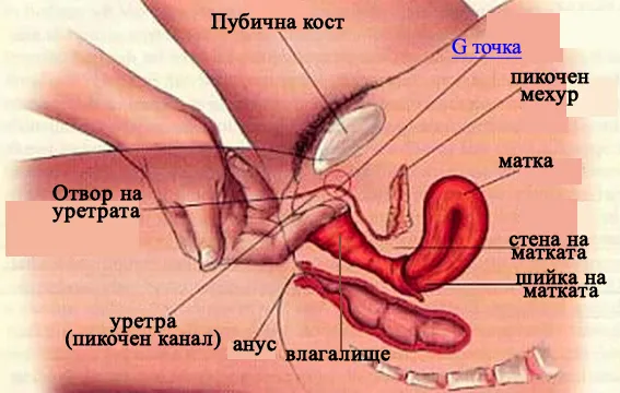 Вагинальный оргазм-отзыв9